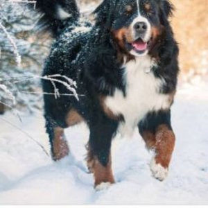 Meet your Posher, Shadé